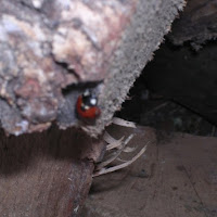 Una coccinella molto agitata di 