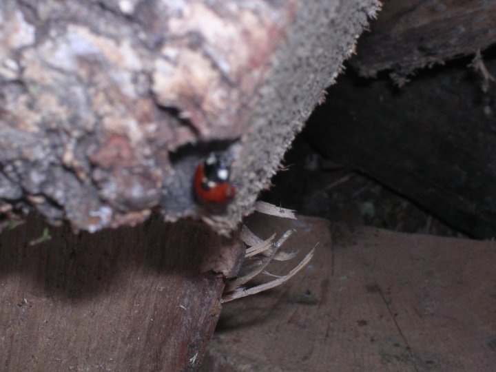 Una coccinella molto agitata di pirata