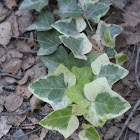 European Ivy