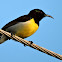 Purple-rumped Sunbird (Male)