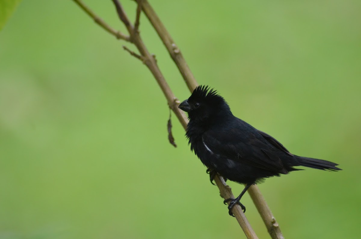 Variable seedeater