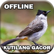 Master Burung  Kutilang Gacor  Icon