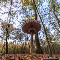 Funghi freschi   di francesco_parini