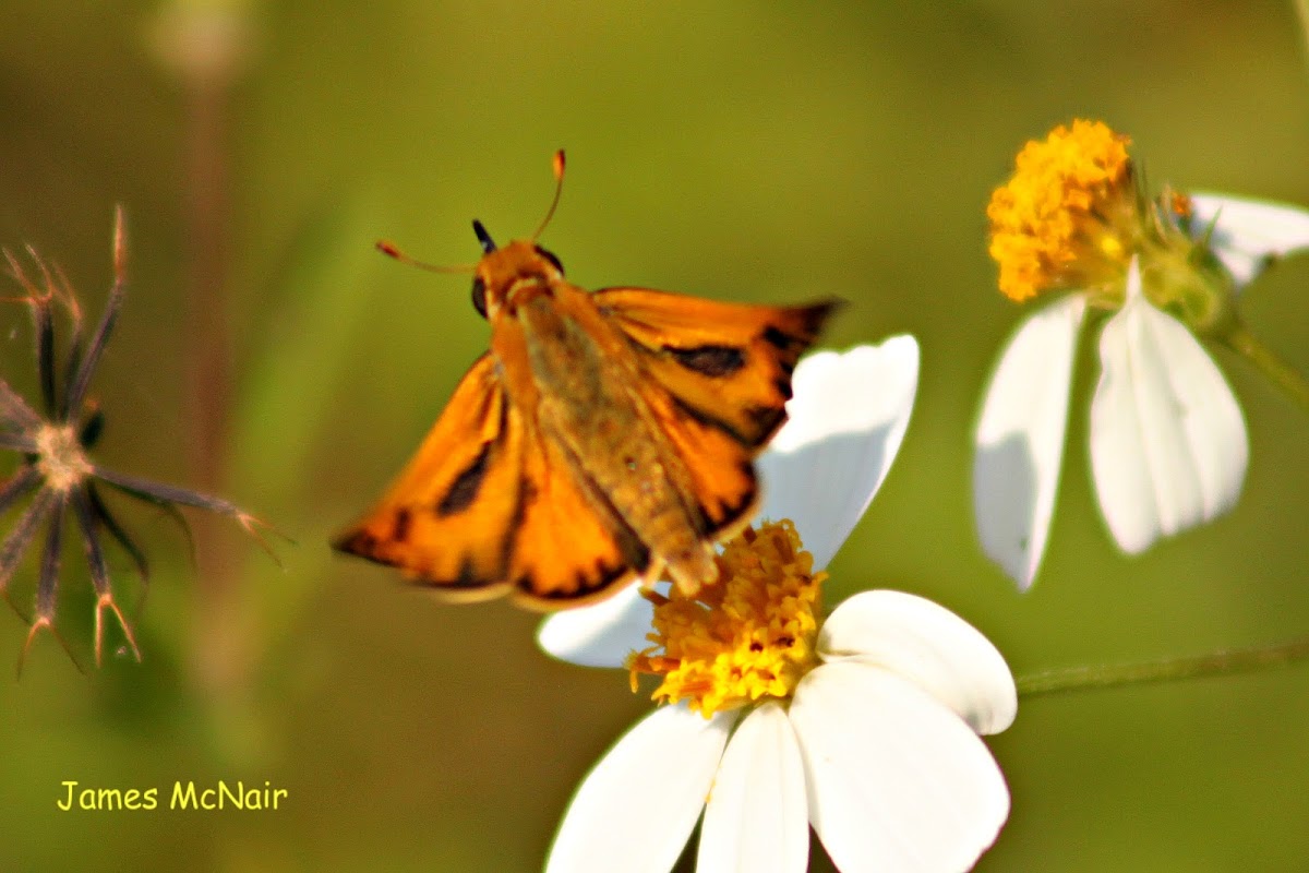 Fiery Skipper Butterfly