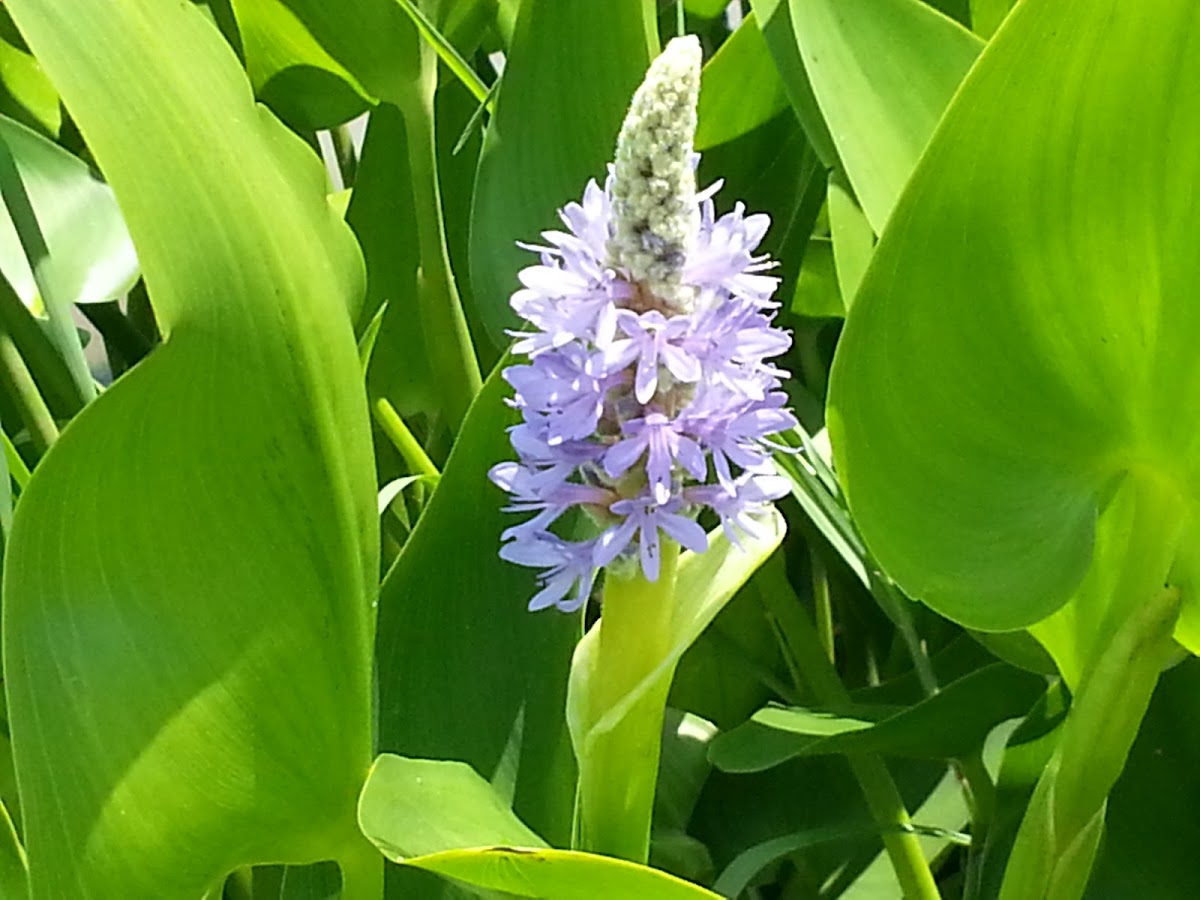 Pickerelweed