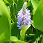 Pickerelweed