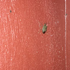 Brown Marmorated Stink Bug