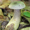 Gray Bolete