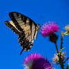 Eastern Tiger Swallowtail Butterfly