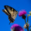 Eastern Tiger Swallowtail Butterfly