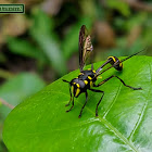 Potter wasp