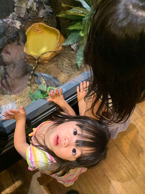 Nボックスカスタムのナンバー灯LED化・アップガレージ奈良四条店・プチ旅行・オデッセイのパーツ買いに・奈良いきものミュージアムに関するカスタム事例の投稿画像12枚目