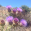 Cardoon