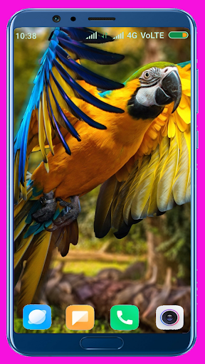 Parrot Wallpaper Best 4K