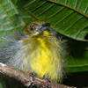 Gray-headed Canary Flycatcher