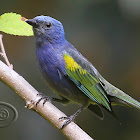 Sanhaçu-de-encontro-amarelo (Golden-chevroned Tanager)