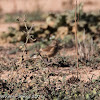 Linnet; Pardillo Común