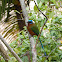 Tobago Motmot