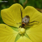 Strigoderma Beetle