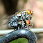 Flesh flies