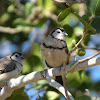 Double-barred Finch