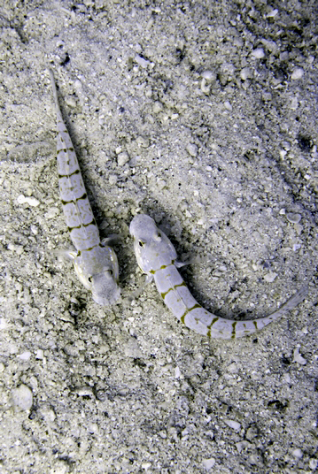 Orange-spotted sleeper-goby