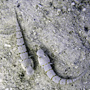 Orange-spotted sleeper-goby