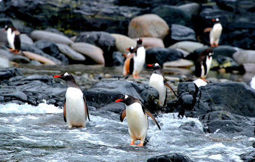Penguins at the water's edge seen during an expedition cruise to Antarctica.