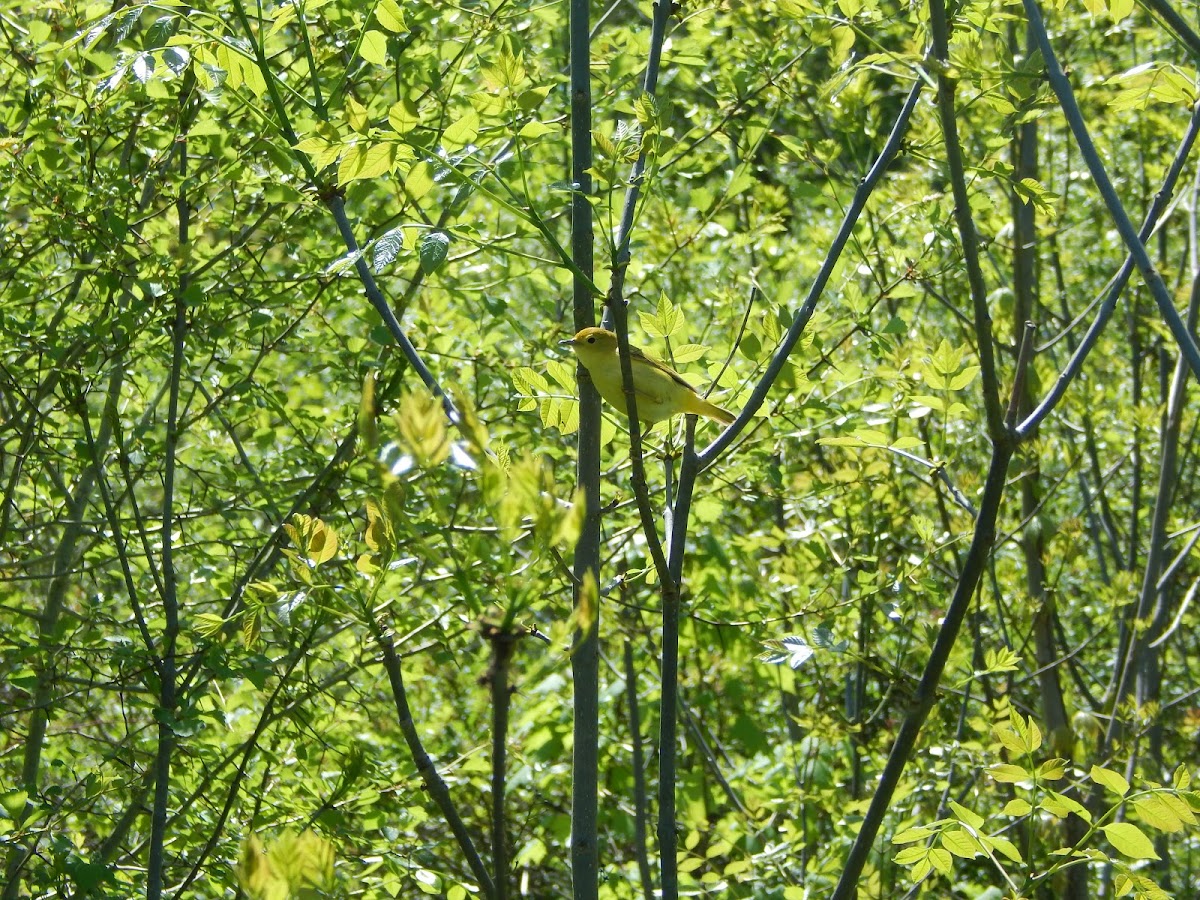 Yellow Warbler - female