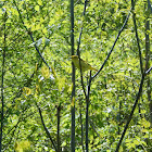 Yellow Warbler - female