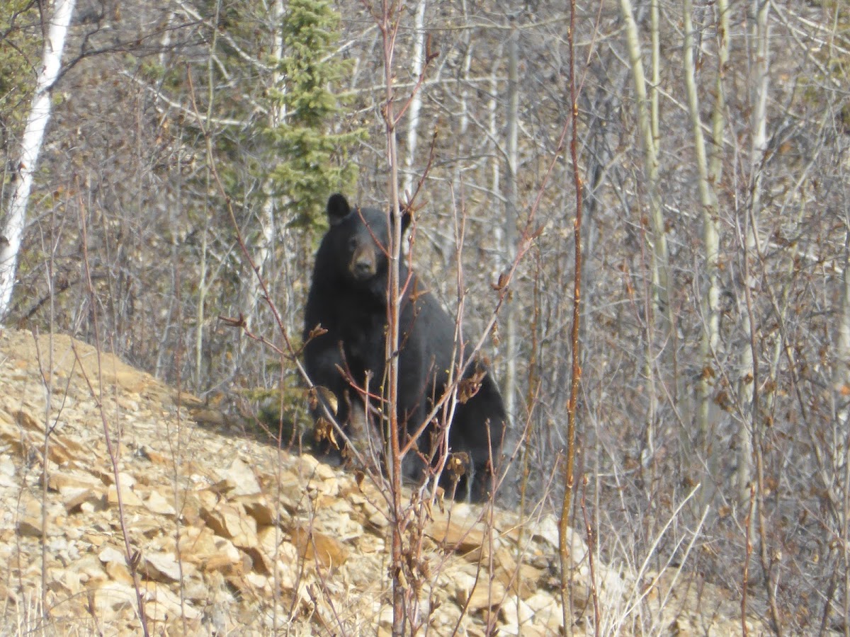 American Black Bear