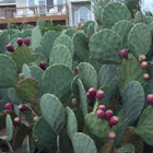 Prickly pear cactus