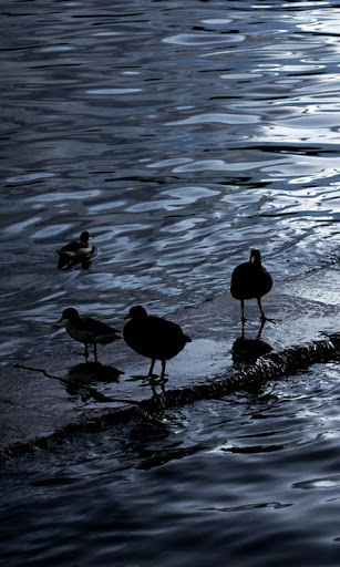 Birds on Lake Titicaca LWP