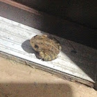 Cane Toad