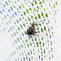 Jumping Spider