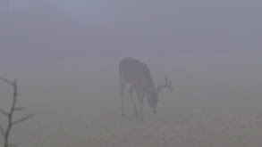 Bowhunting on the Frijolia Ranch in South Texas thumbnail