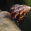 giant African snail