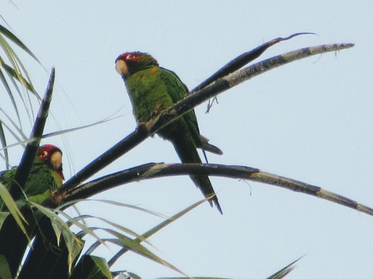 Conures