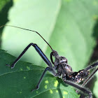 Wheel Bug, nymph