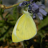 False Small White butterfly