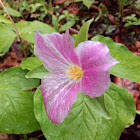 White Trillium