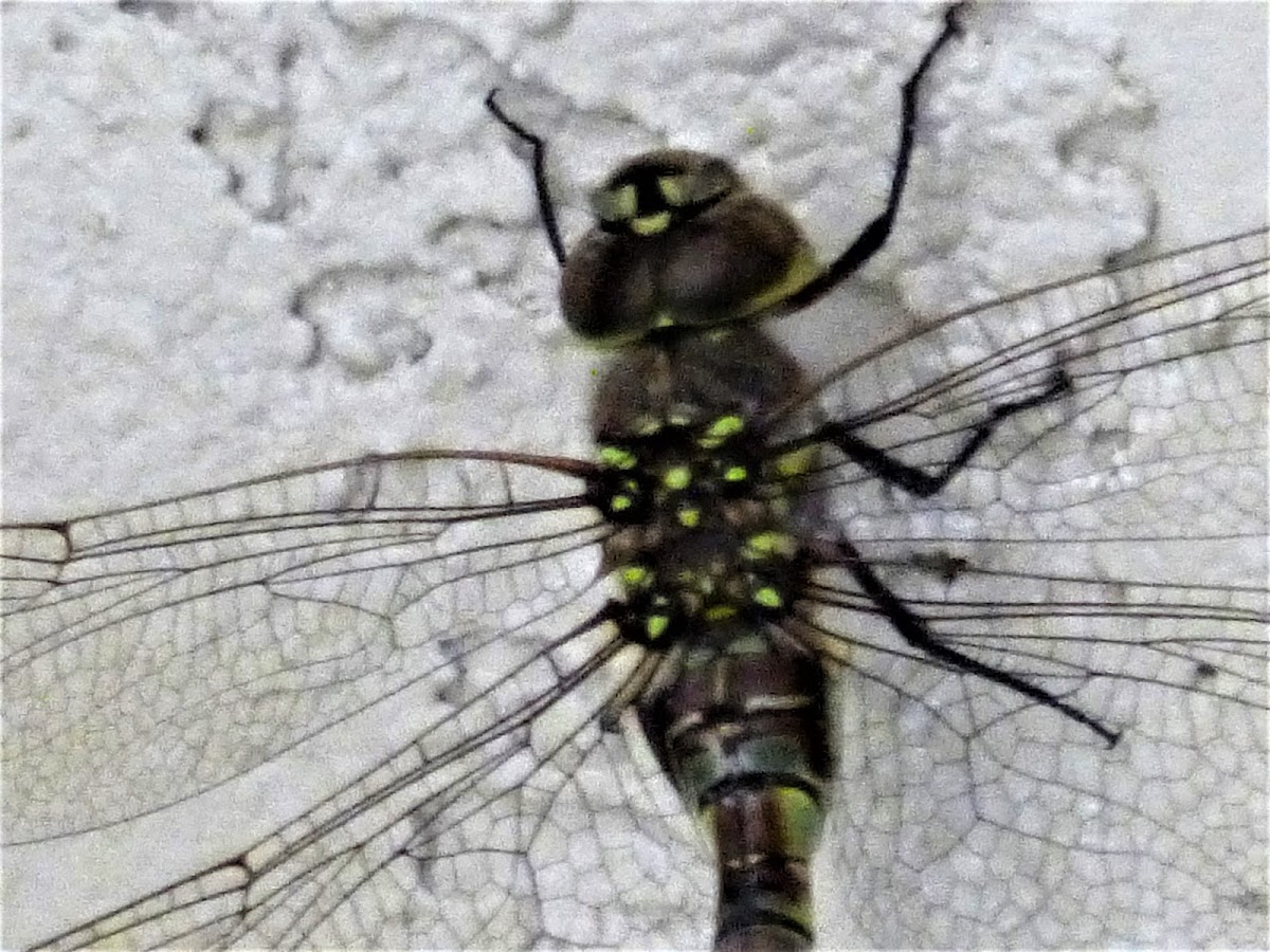 Dragonfly