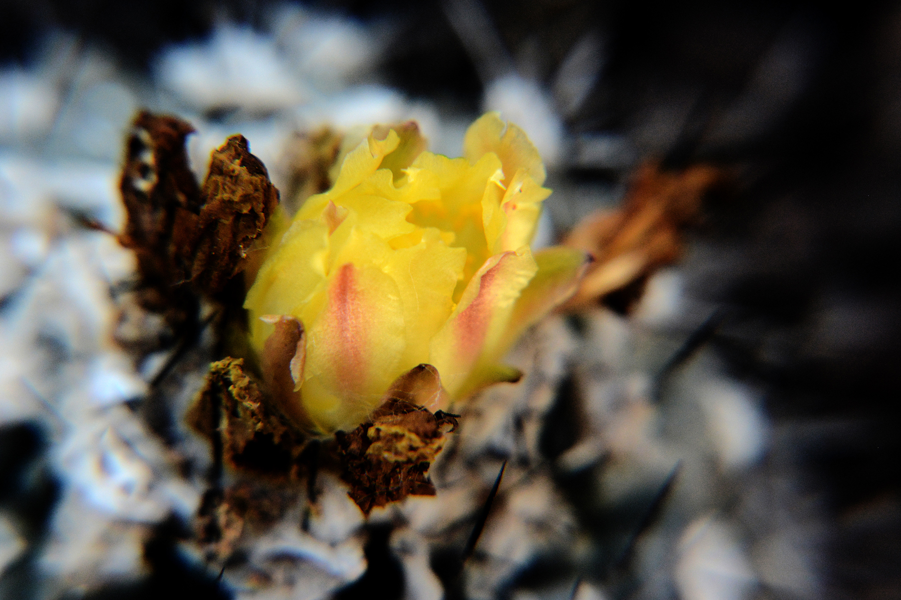 fiore di cactus di renataco58
