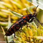 Red on black Soldier Beetle