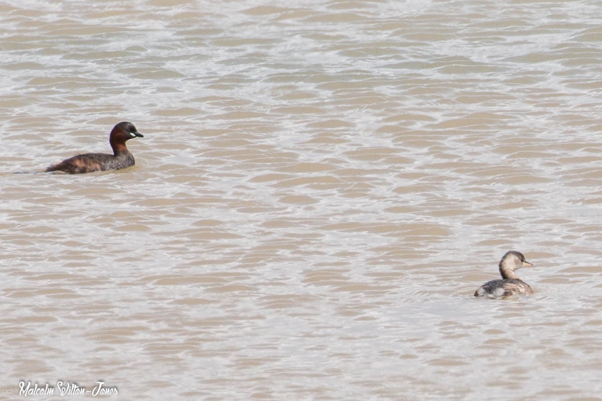 Little Grebe