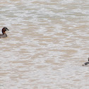 Little Grebe