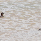 Little Grebe