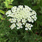 Queen Anne's lace