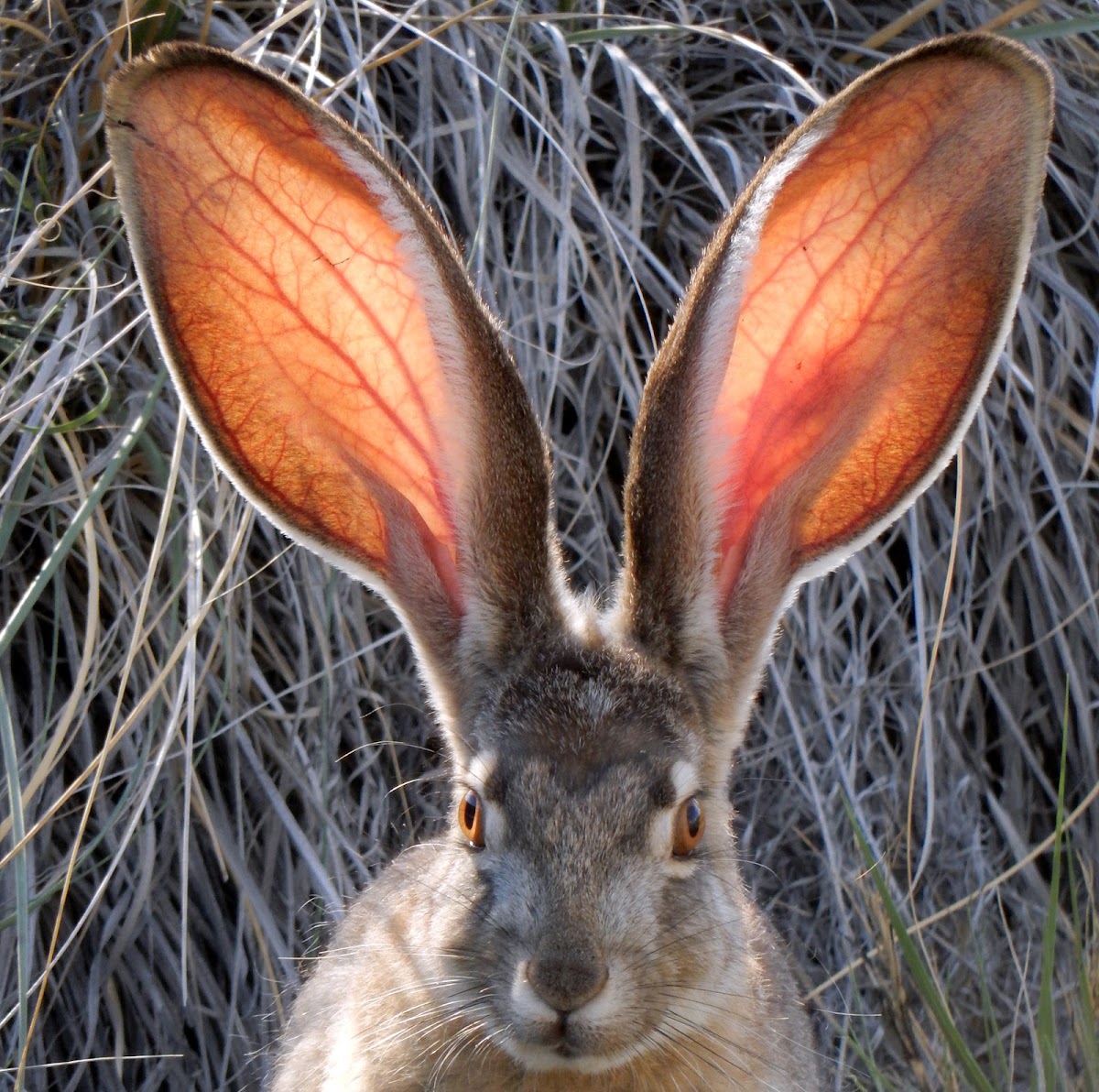 Black-tailed Jackrabbit