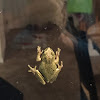 Pacific Tree Frog